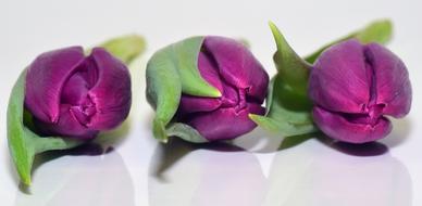 Purple Tulips Flowers