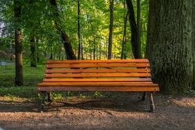 empty wooden Bench in Park at Evening