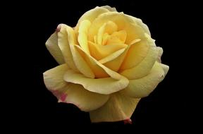 Beautiful, blossoming, yellow and purple rose flower, at black background