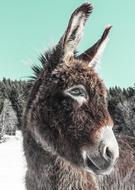 photo of a donkey in a zoo