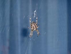 Spider Window blue