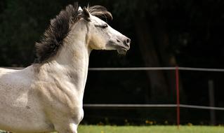 Mold Horse white