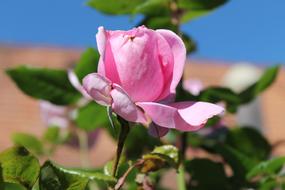 closeup view of Beautiful Rose Romantic