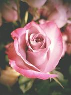 Retro photo of the beautiful pink and white, gradient rose flowers