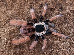 Megaphobema Robustum Colombian on the sand close-up