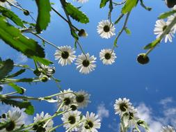 daisies against a blue sky, bottom view