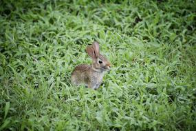 Baby hare on green lawn