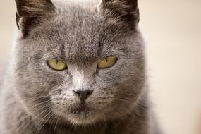grey Cat Animal Portrait