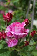 bush with white-pink roses close-up