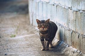 Cat at brick wall on a blurred background