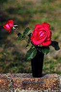 Pink Flowers Love rose