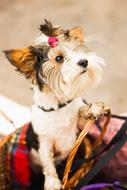 Terrier, Cute small Dog in basket