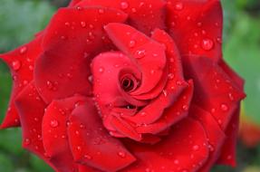 Rose Red water rain drops