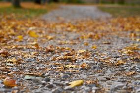 Autumn Leaves street road