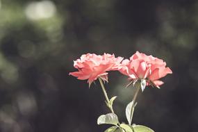 two pink roses at green bokeh background