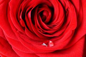 Rose Red Love and water drop