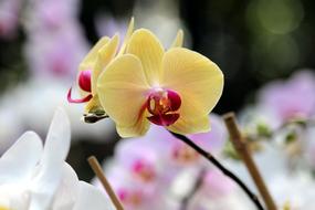 Orchid Flowers cute yellow