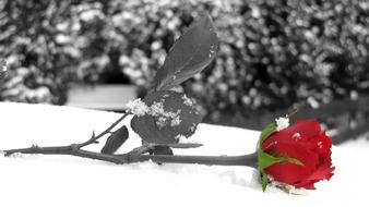 Rose Red grey snow background