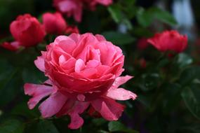 Rose Summer Romance pink