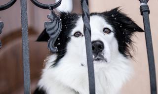 Black and white photo of Dog Bordercollie