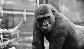 Black and white photo of the cute and beautiful gorilla, behind the glass in the zoo, near the child