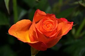 Rose Blossom orange