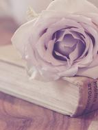 rose on a book in pastel colors