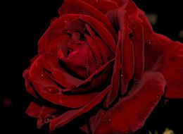 Rose red Petals Flower