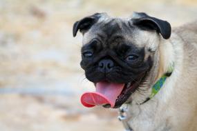 Pug Dog on a blurred background