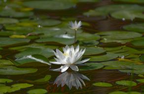 Pool Lotus Lily white