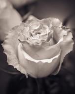 Rose Flower Petal bkack and white
