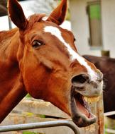 laughing brown horse close up