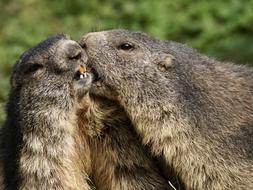 portrait of Alpine Marmot Rodent