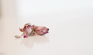 two pink dried Rose buds