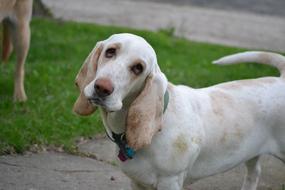 Beautiful and cute, white and brown Basset Hound dog