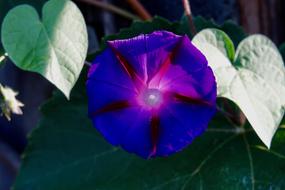 Close-up of the beautiful, blossoming, violet and pink flower with green leaves, in light