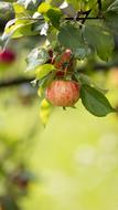 Apple Fruit Tree red