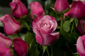 half open purple Roses, bouquet