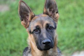 Young German Shepherd Dog