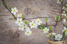 Cherry Blossoms at weathered wooden background
