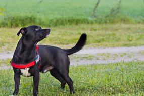 Beautiful and cute black on the green grass