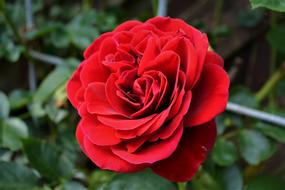 Rose Red Blossom garden