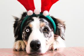 Christmas Puppy Dog white eye