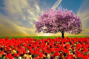 field of red tulips and blooming tree at evening sky, collage