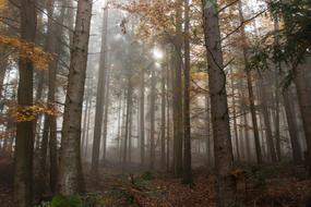 fog in colorful autumn forest