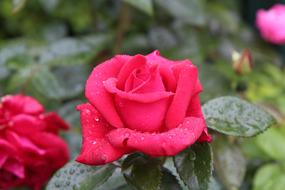 bush of bright pink roses in the rain close-up