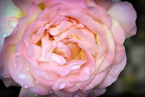 Macro photo of Drop Of water on Pink Rose