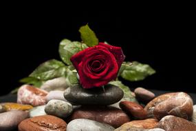 Rose Red Flower and stones