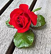 Flower Rose red wood desk