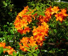 Rhododendron Flowers Orange on a bush in the garden